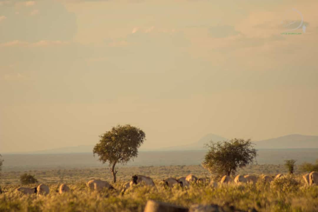 Amanya 3-Bedroom Hut Amboseli Eksteriør billede